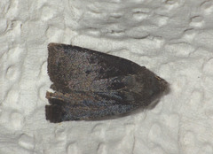 Conistra ligula