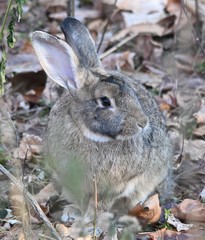 Lepus coreanus