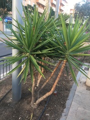 Yucca