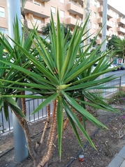 Yucca