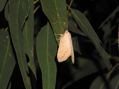 Entometa guttularis