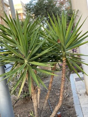 Yucca