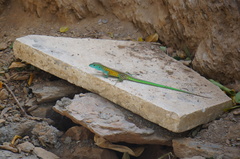 Cnemidophorus gaigei