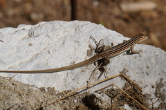 Cnemidophorus gaigei