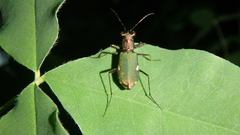 Cylindera germanica