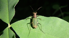Cylindera germanica