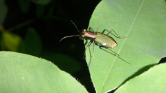 Cylindera germanica