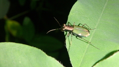 Cylindera germanica