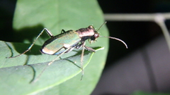 Cylindera germanica