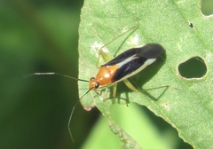 Ganocapsus filiformis