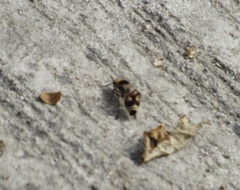 Dasymutilla sicheliana