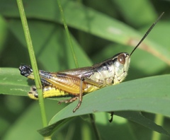 Boopedon flaviventris