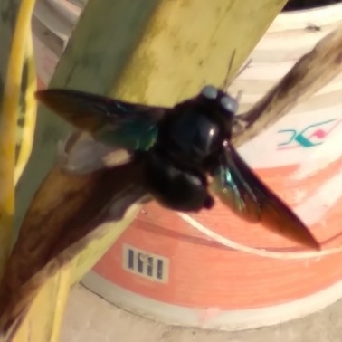 Slender-scaped Carpenter Bee