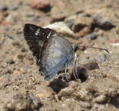 Antigonus emorsa