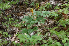 Lathyrus aureus