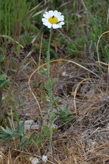 Anthemis ruthenica