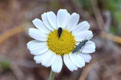 Anthemis ruthenica