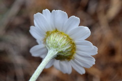 Anthemis ruthenica