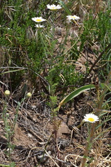 Anthemis ruthenica