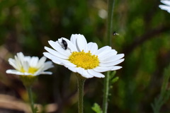 Anthemis ruthenica