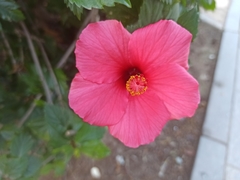 Hibiscus