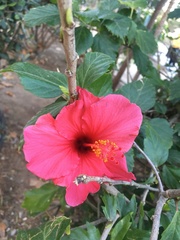 Hibiscus