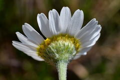 Anthemis ruthenica