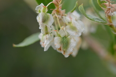 Atraphaxis muschketowii