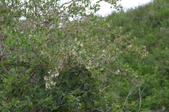 Atraphaxis muschketowii