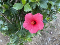 Hibiscus