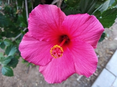 Hibiscus