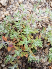 Thymus eravinensis