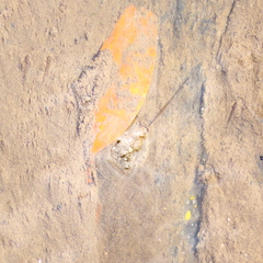 Carcinoscorpius rotundicauda