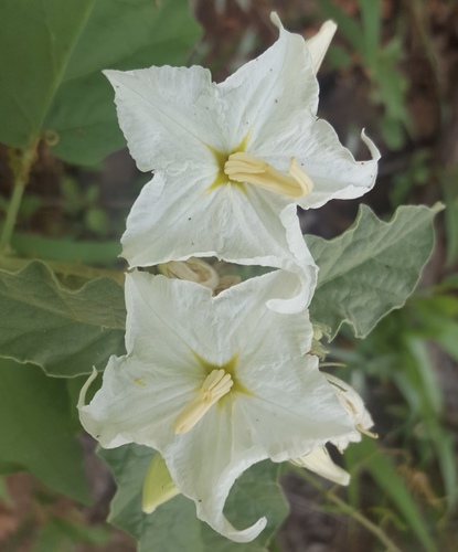 Sierra Madre nightshade