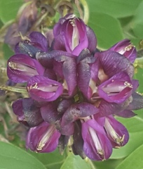 Lonchocarpus