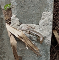 Trachylepis depressa