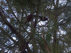 Pinus halepensis