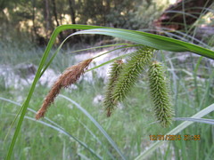 Carex excelsa