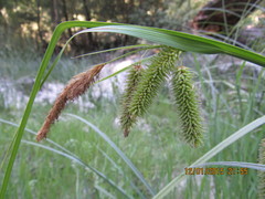Carex excelsa