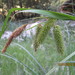 Carex excelsa - Photo (c) Santiago Martín-Bravo, algunos derechos reservados (CC BY), subido por Santiago Martín-Bravo