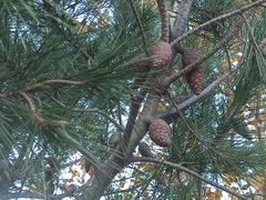 Pinus halepensis