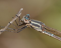 Austrolestes aridus
