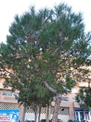 Pinus halepensis