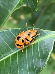 Podontia affinis