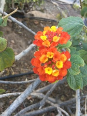 Lantana camara