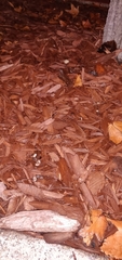 Mycena leptocephala