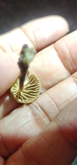 Paragymnopus