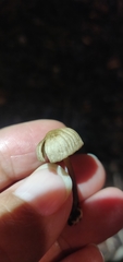 Paragymnopus