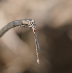 Austrolestes aridus