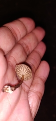 Paragymnopus